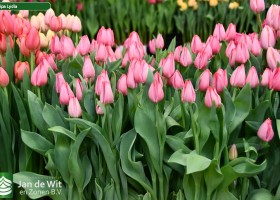 Tulipa Lydia ® (2)